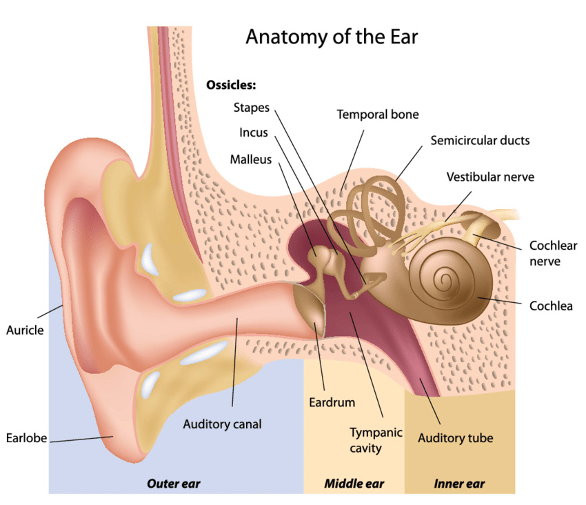 Anotomy of the ear
